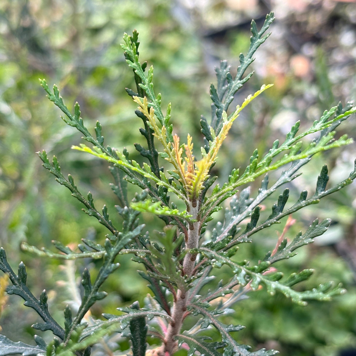 Pittosporum patulum