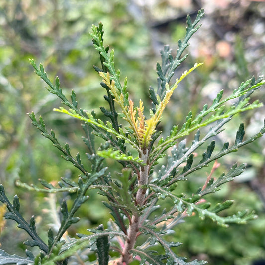 Pittosporum patulum