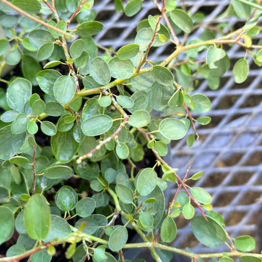 *RETAIL - Ceanothus arboreus