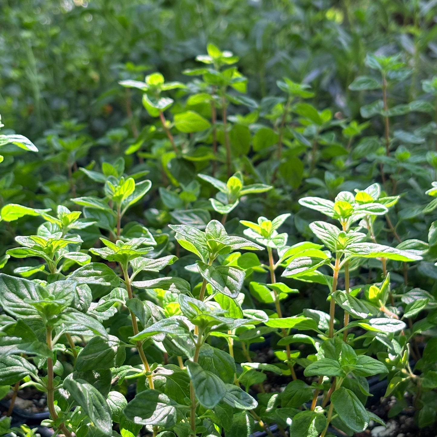 *RETAIL - Monardella villosa x purpurea