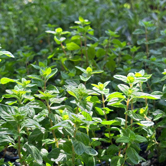 *RETAIL - Monardella villosa x purpurea