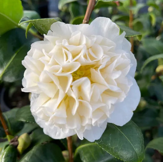 *RETAIL - Camellia x williamsii 'Jury's Yellow'