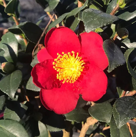 *RETAIL - Camellia sasanqua 'Yuletide'