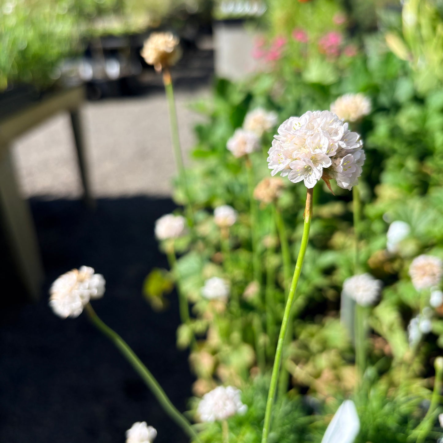 *RETAIL - Armeria maritima 'Alba'