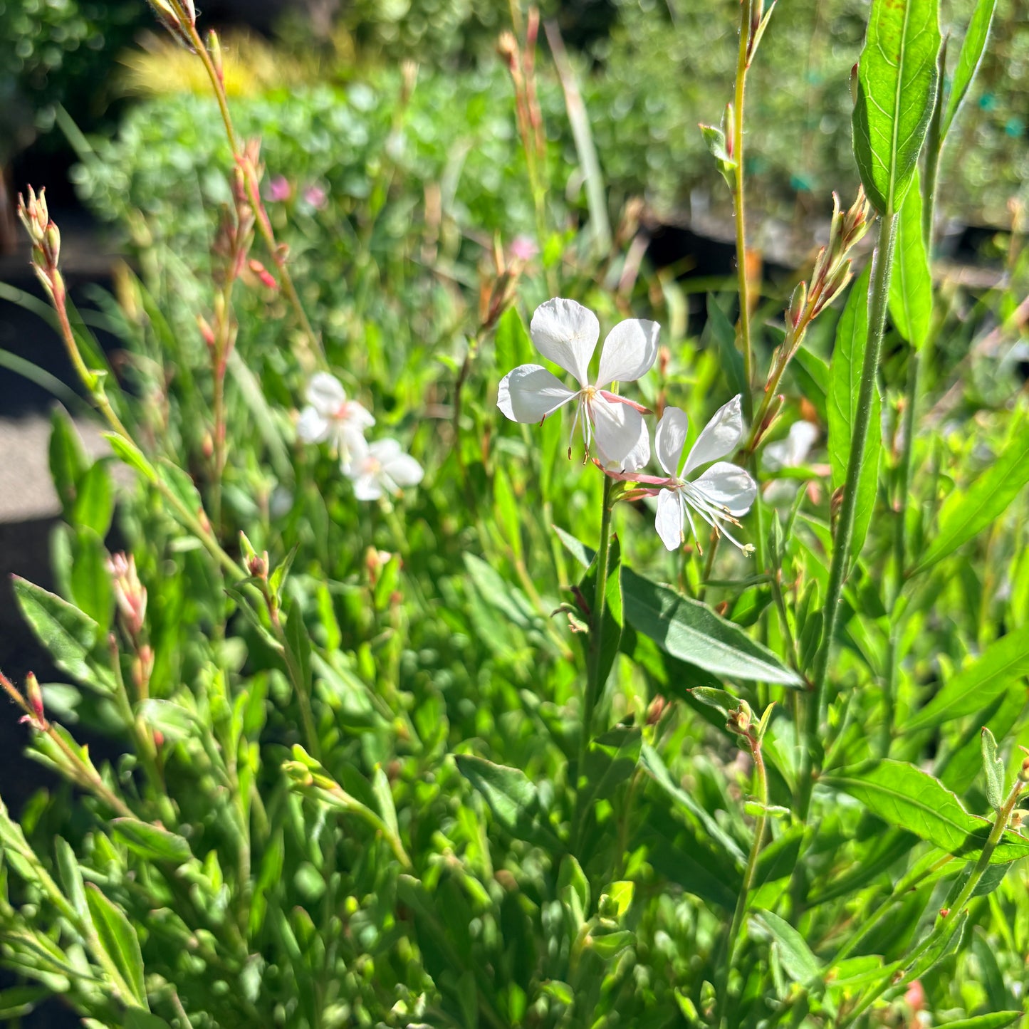 *RETAIL - Gaura lindheimeri 'Whirling Butterflies'