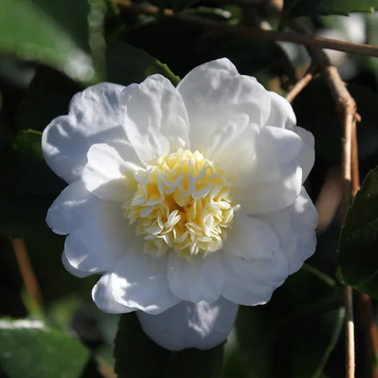 *RETAIL - Camellia 'Winter's Snowman'