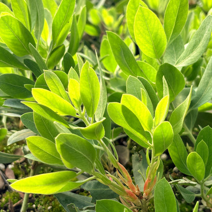 Arctostaphylos columbiana SBH 25.052