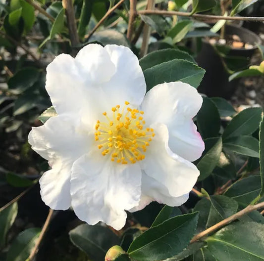 *RETAIL - Camellia sasanqua 'Setsugekka'