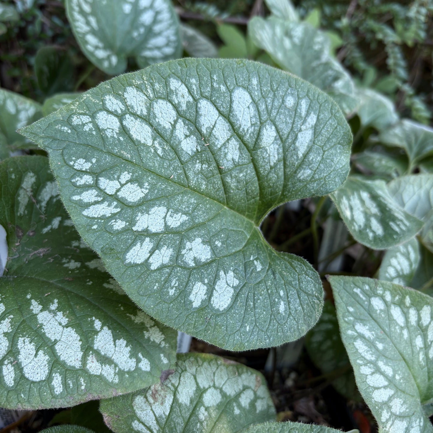 *RETAIL - Brunnera macrophylla 'Emerald Mist'