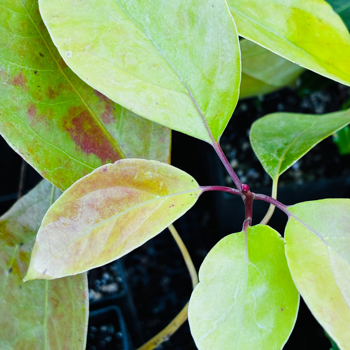 Cinnamomum septentrionale