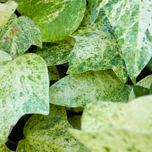 Hedera canariensis 'Atom Atit'