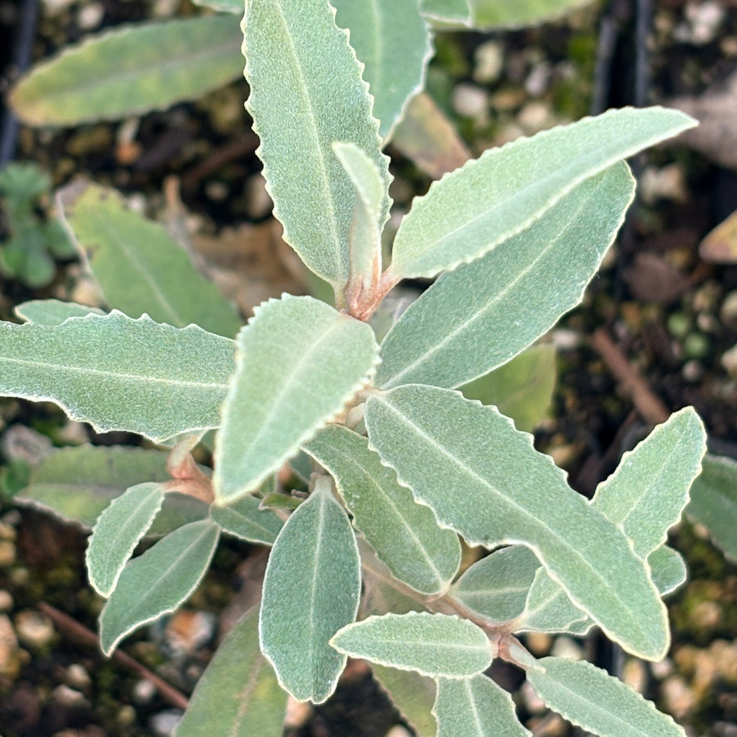 Olearia moschata