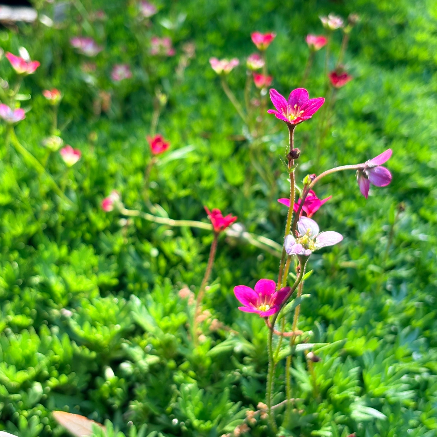 *RETAIL - Saxifraga arendsii 'Purple Robe'