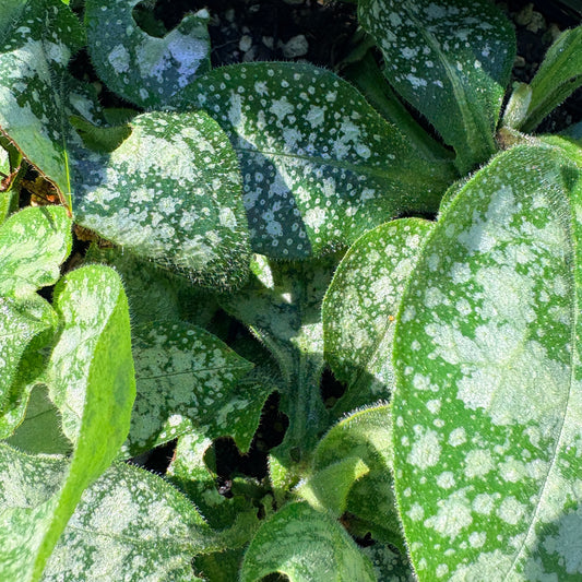 *RETAIL - Pulmonaria 'Dark Vader'