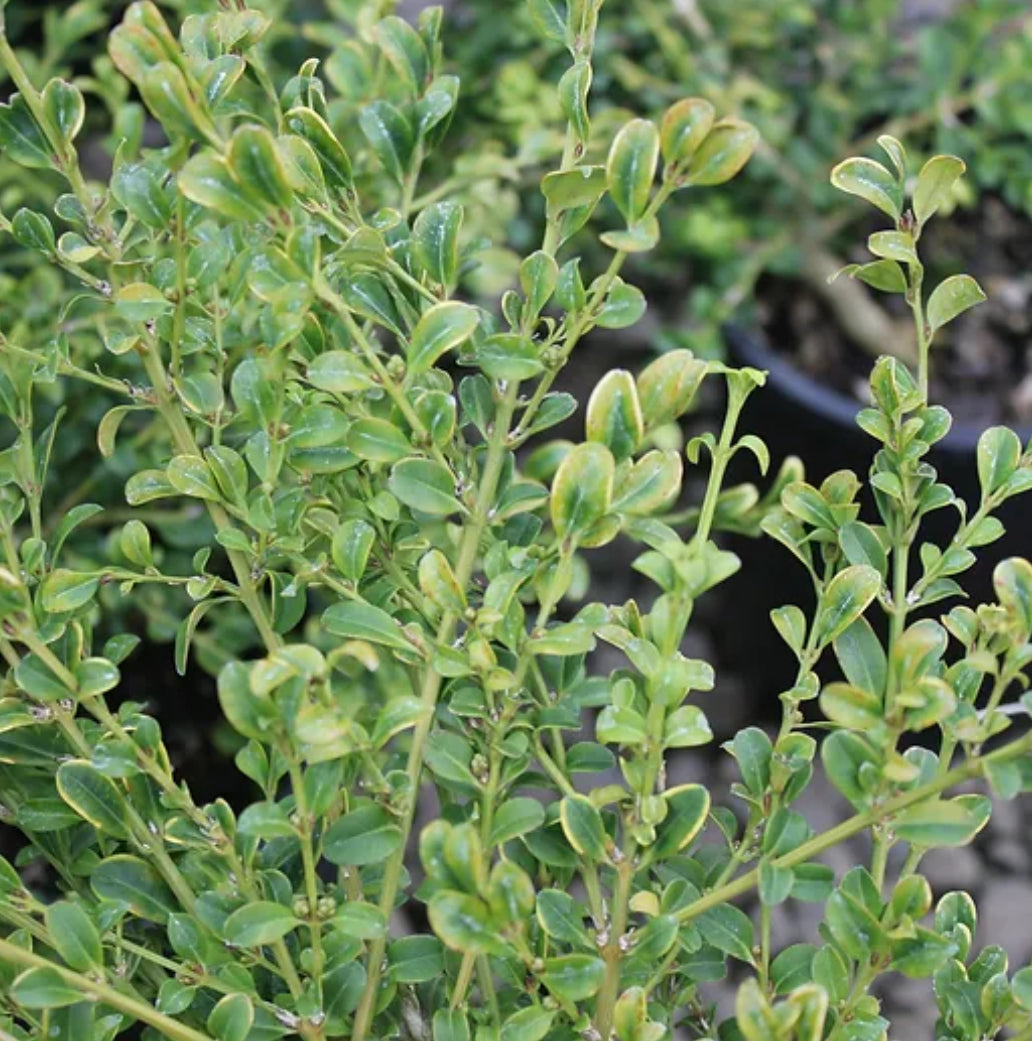 *RETAIL - Buxus microphylla 'Curly Locks'