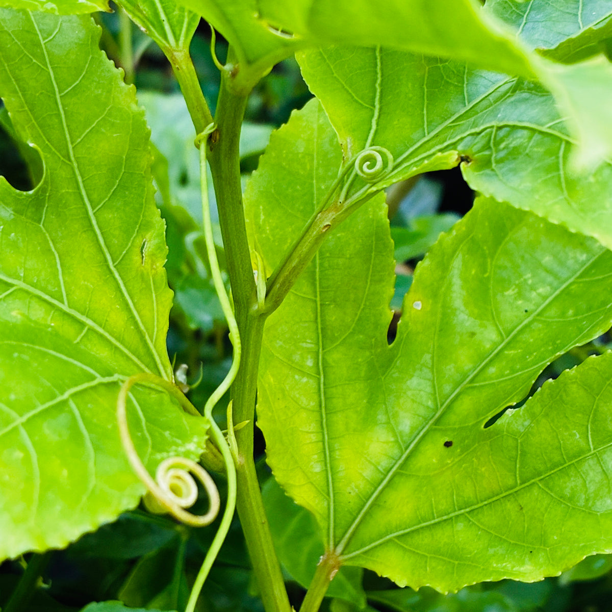 Passiflora edulis 'Nancy Garrison'