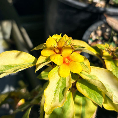 *RETAIL - Lysimachia congestiflora 'Variegated'