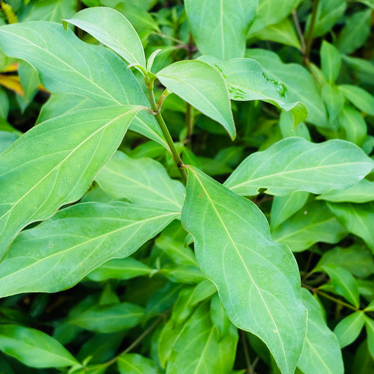 Cornus capitata