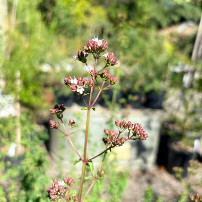 *RETAIL - Origanum vulgare ssp. gracile
