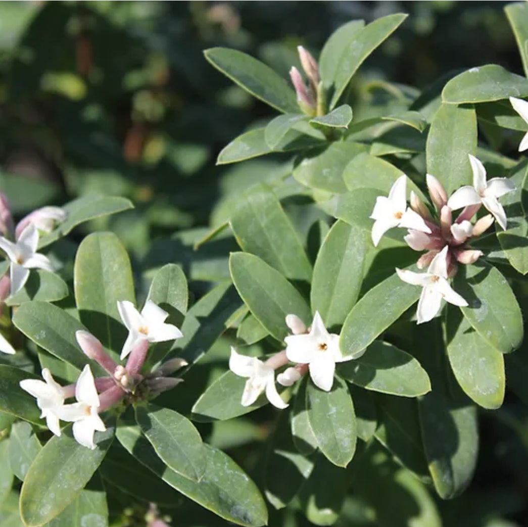 *RETAIL - Daphne x transatlantica 'Eternal Fragrance'