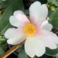 Camellia x ‘Yume’