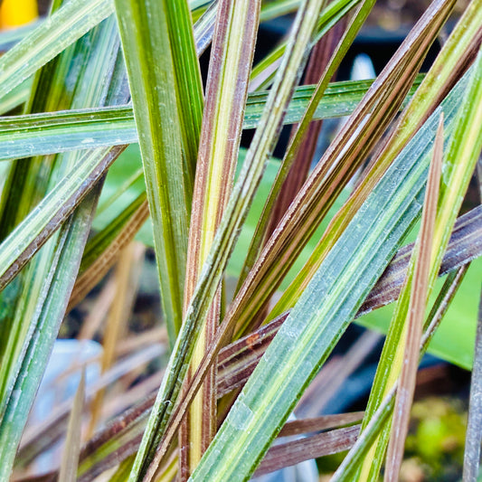 *RETAIL - Cordyline australis
