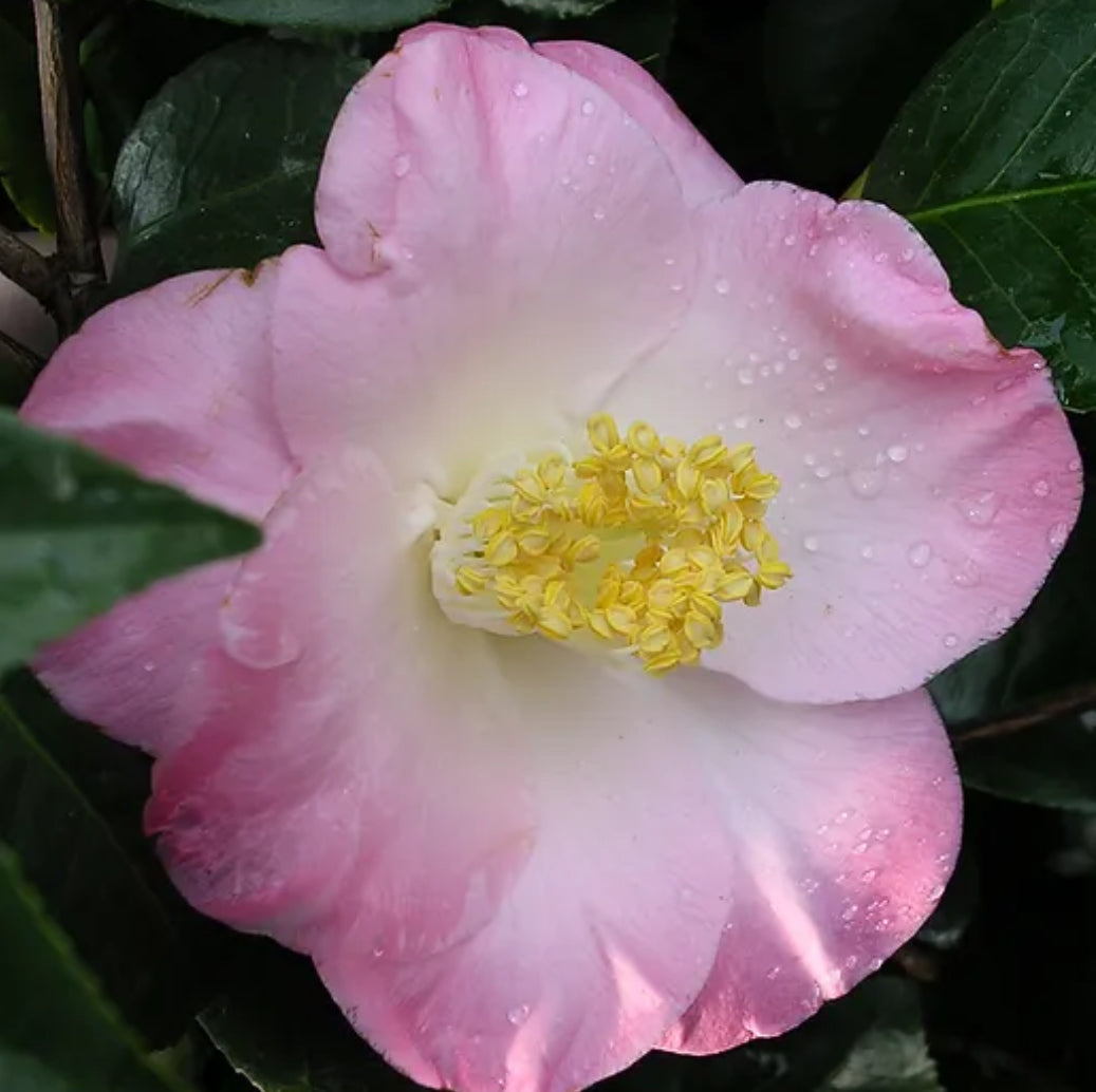 *RETAIL - Camellia japonica 'April Remembered'