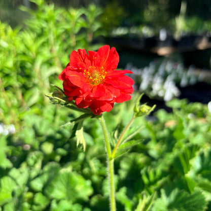 *RETAIL - Geum chiloense 'Double Bloody Mary'