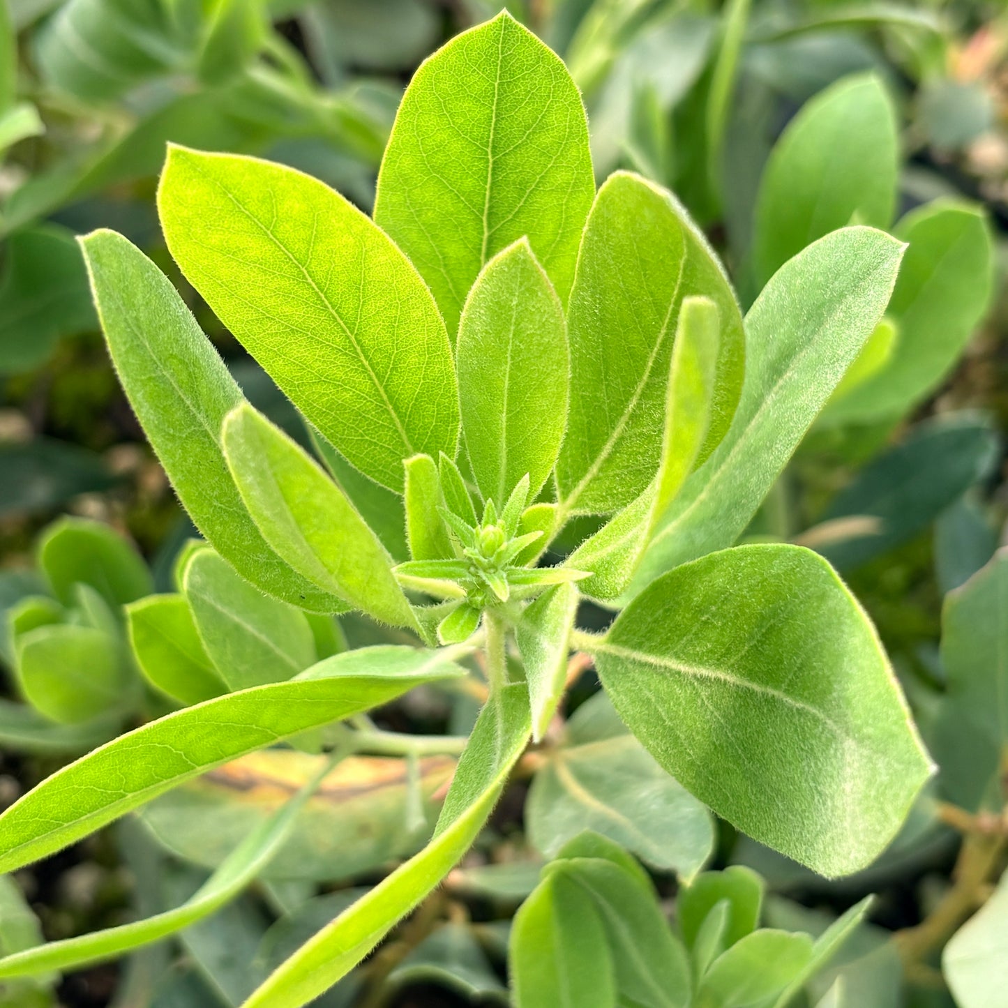Arctostaphylos columbiana SBH 25.052