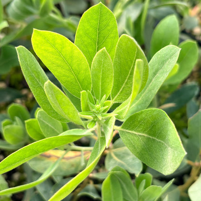 Arctostaphylos columbiana SBH 25.052