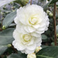 *RETAIL - Camellia x 'Buttermint'