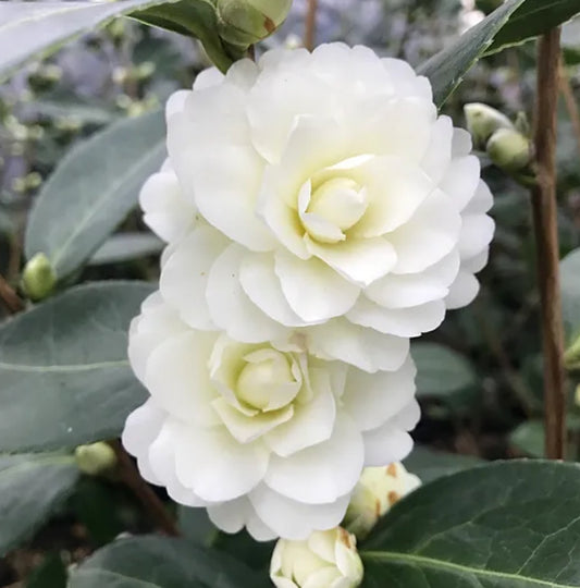 *RETAIL - Camellia x 'Buttermint'