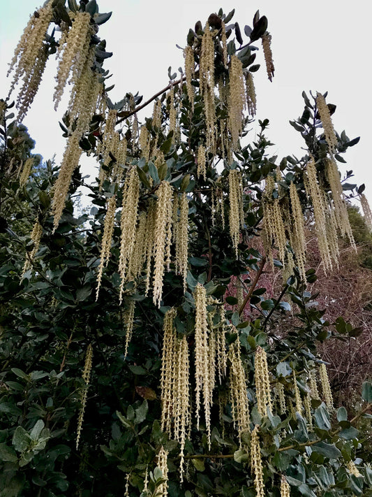 *RETAIL - Garrya elliptica 'Evie'