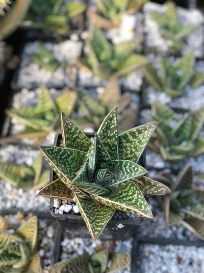 Gasteraloe - hybrid