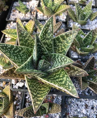 Gasteraloe - hybrid