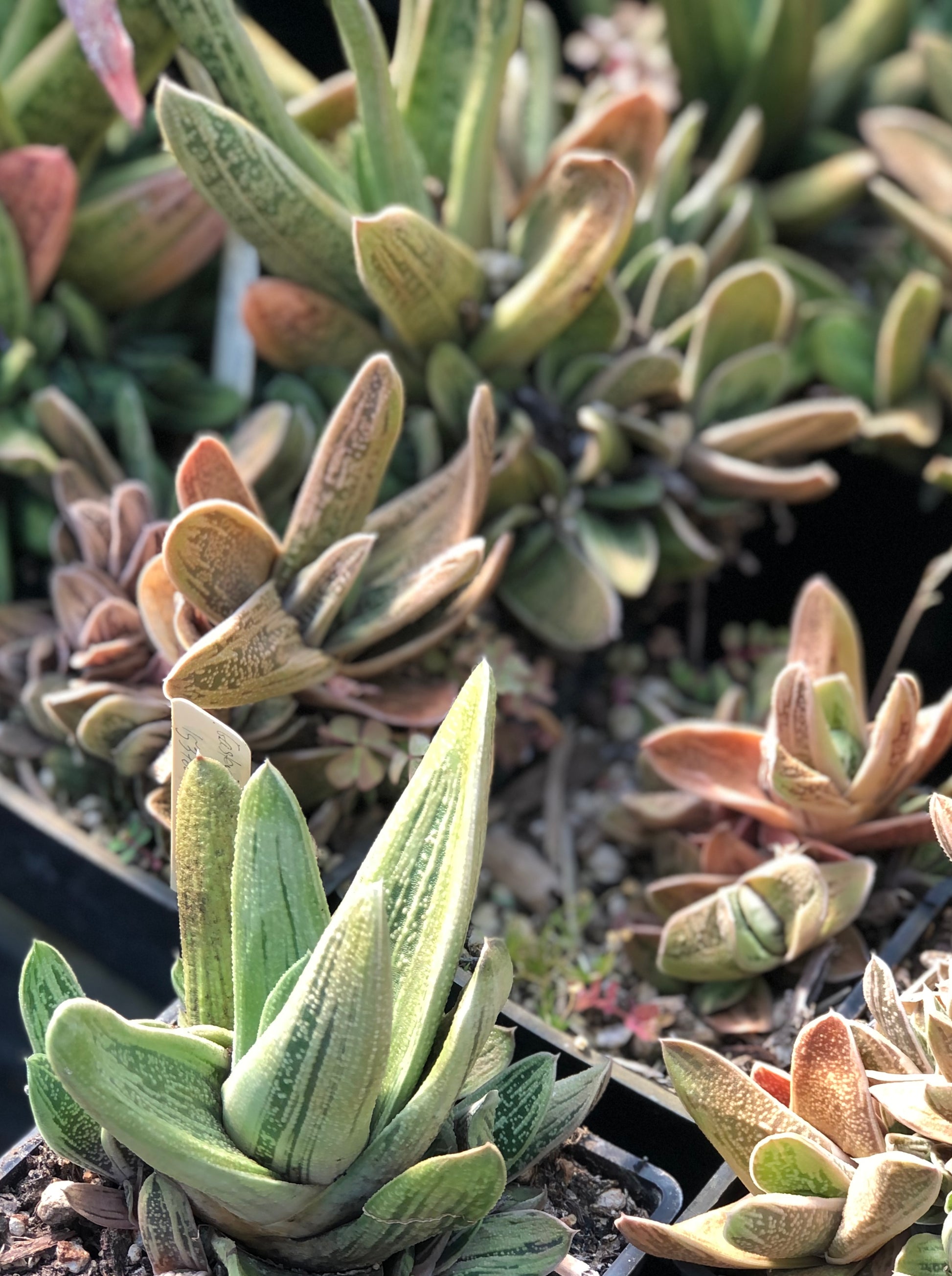 gasteria succulent flower Gasteria sp. 'Sakura Fuji' – Cistus Nursery