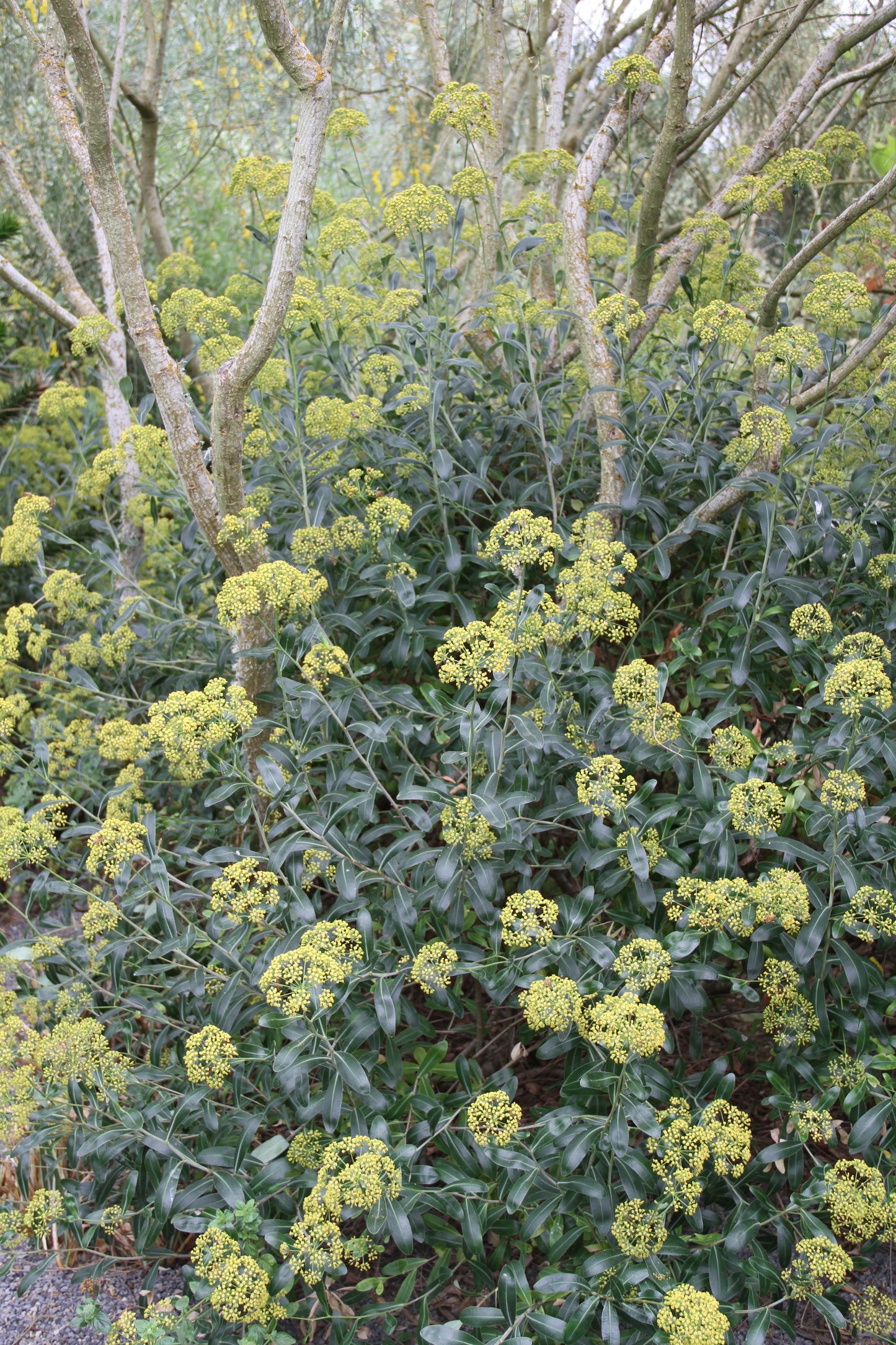 *RETAIL - Bupluerum fruticosum