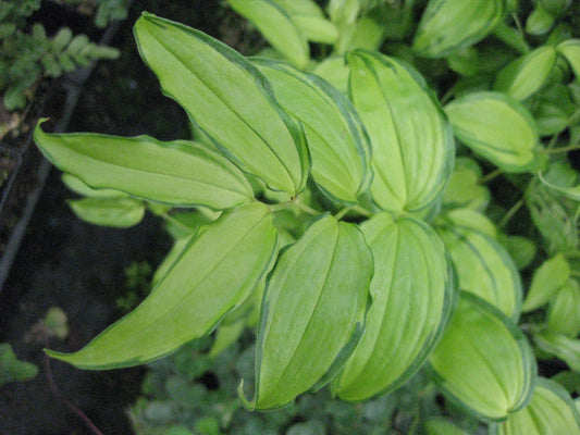 *RETAIL - Disporum cantoniense 'Golden Temple'