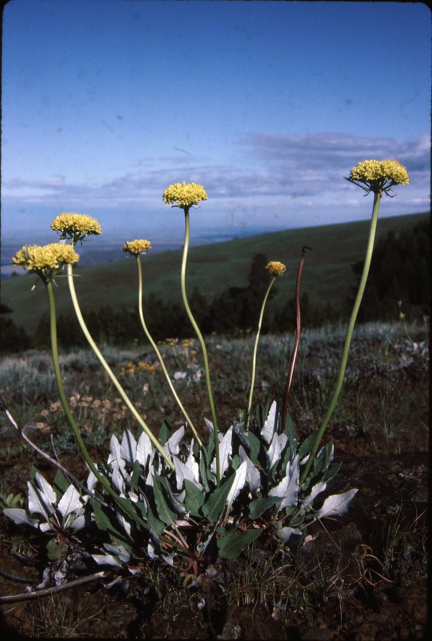 *RETAIL - Eriogonum compositum