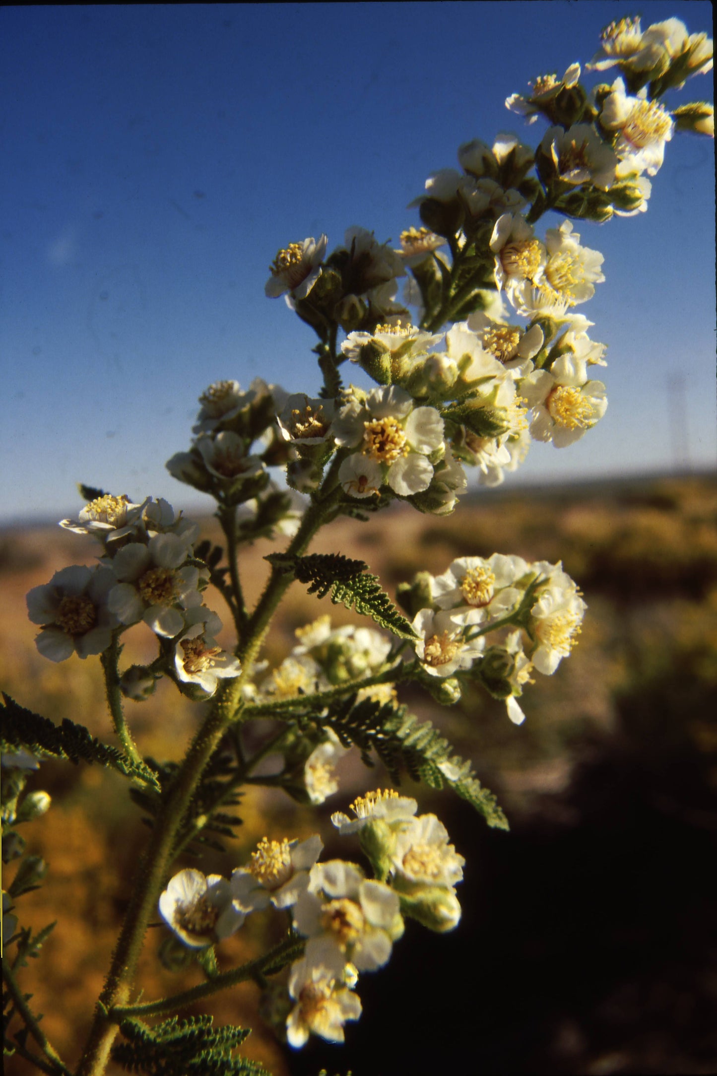 *RETAIL - Chamaebatiaria millefolium