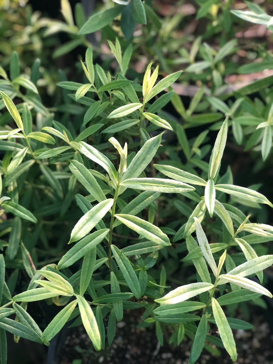 Hebe 'Silver Anniversary'