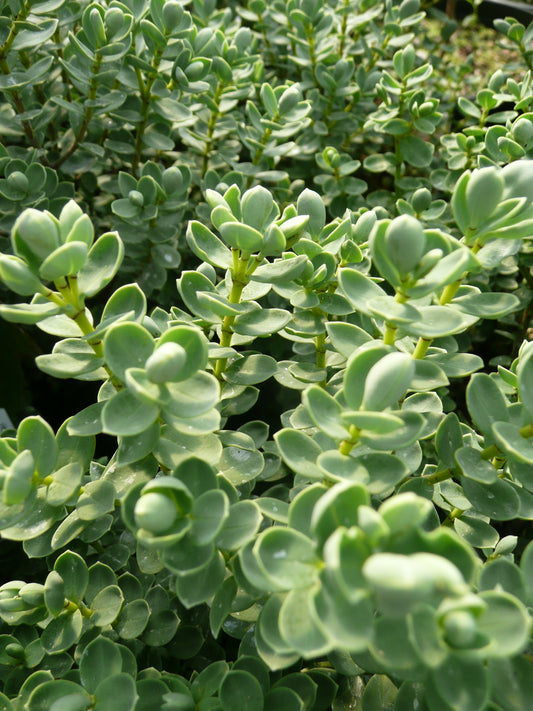 *RETAIL - Hebe pinguifolia ‘Sutherlandii’