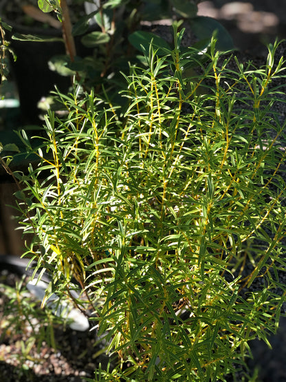 *RETAIL - Hebe salicifolia var. angustissima