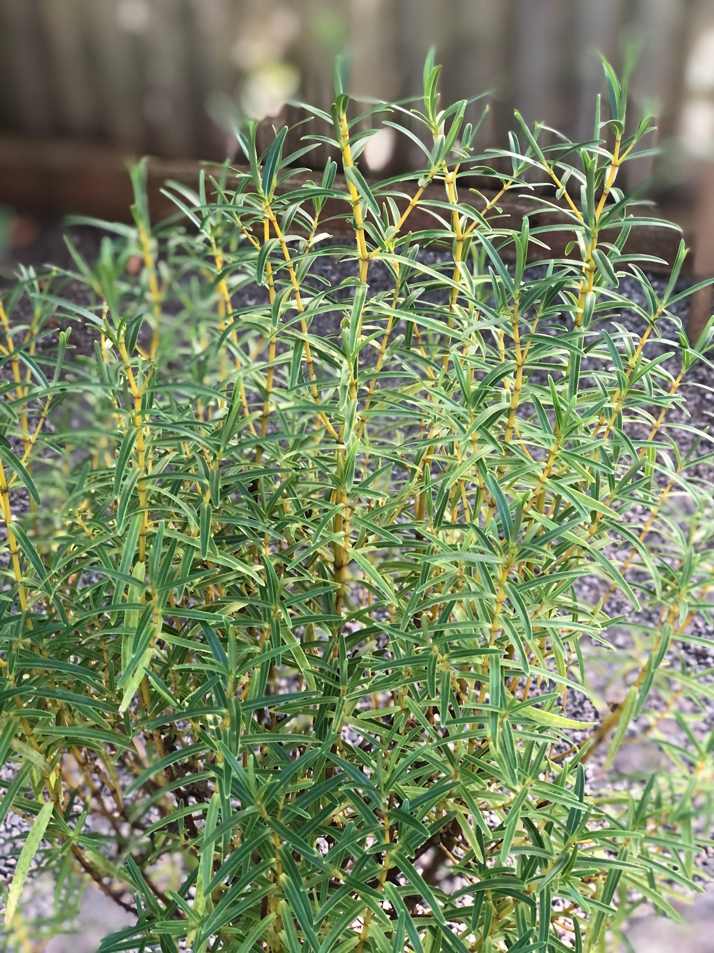 *RETAIL - Hebe salicifolia var. angustissima