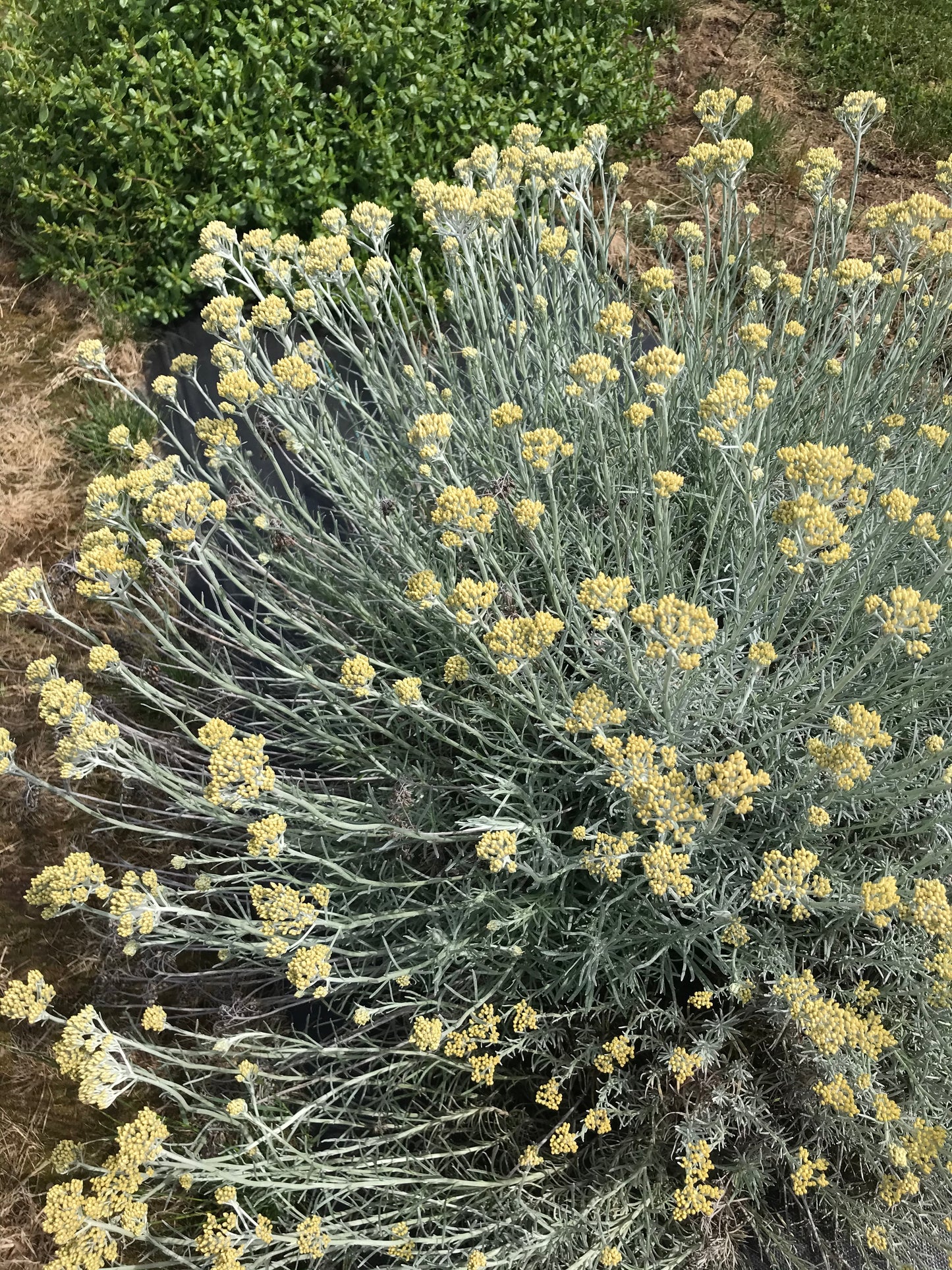 Helichrysum italicum 'Miel et Curry'
