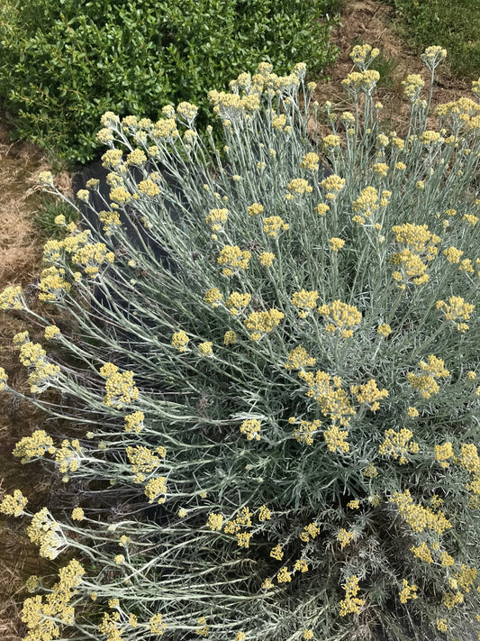 *RETAIL - Helichrysum italicum 'Miel et Curry'