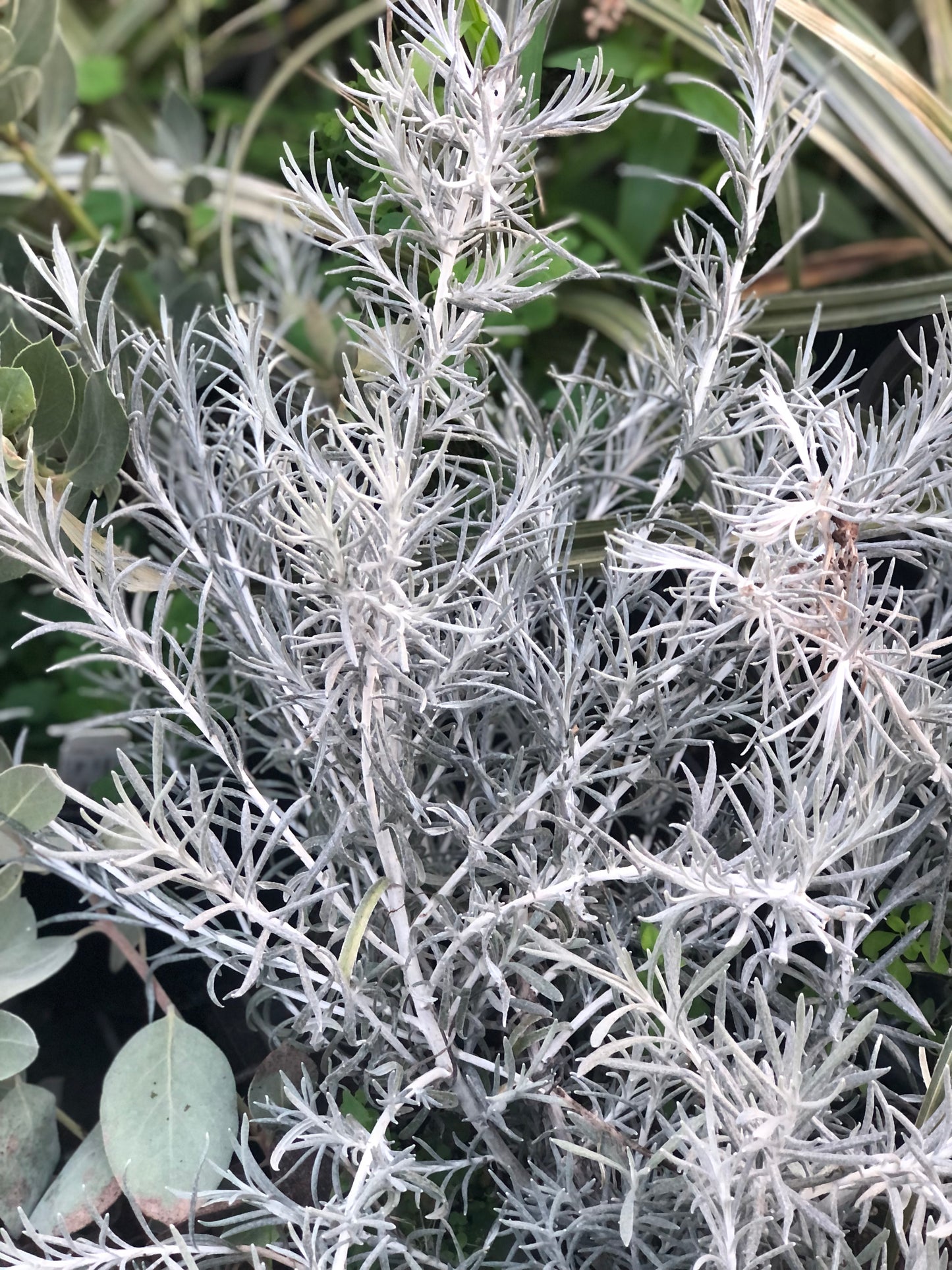 Helichrysum italicum 'White Icicles'