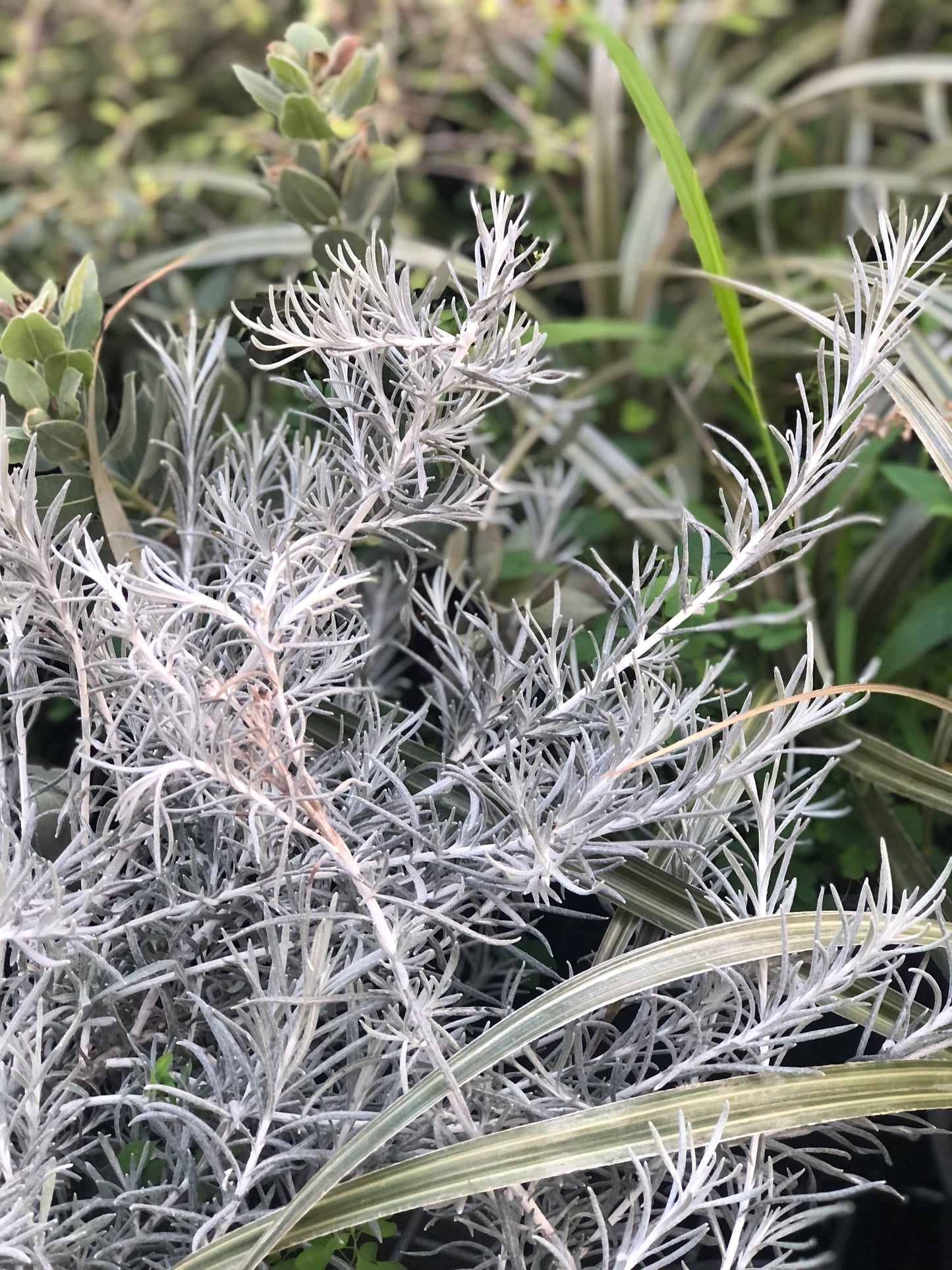 Helichrysum italicum 'White Icicles'
