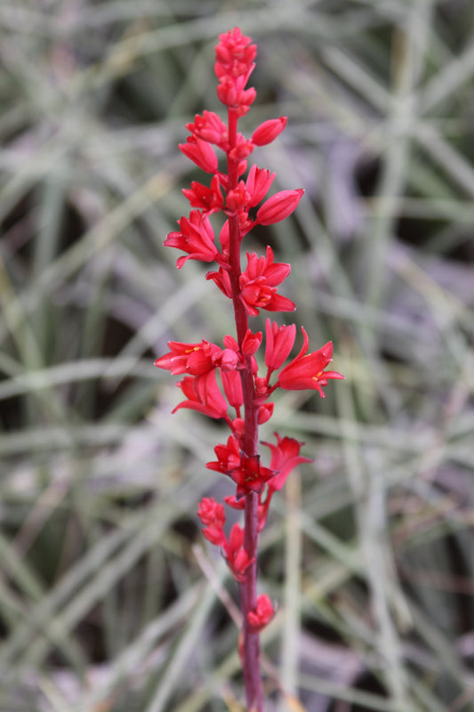 *RETAIL - Hesperaloe parviflora 'Brakelights'