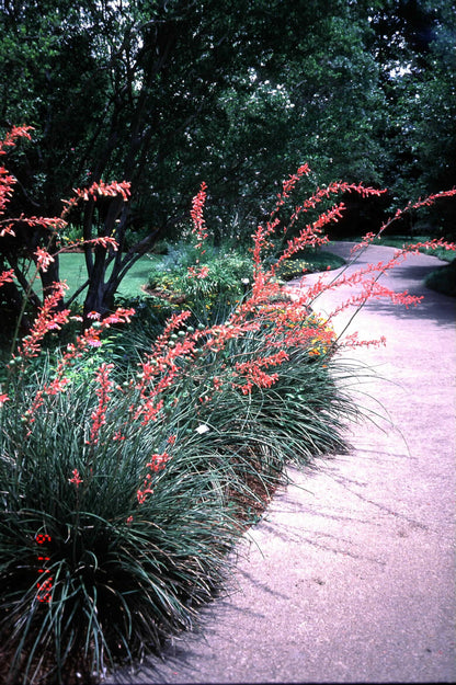 *RETAIL - Hesperaloe parviflora